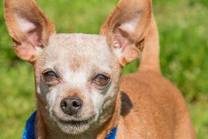 Bunnies, cats and dogs are ready for adoption in Everett