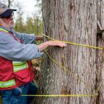 Boyd Norton demonstrates how he would measure a tree on the Nourse Tree Farm near Arlington on April 19. (Olivia Vanni / The Herald)