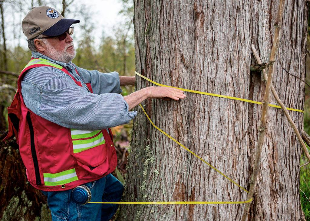 Boyd Norton demonstrates how he would measure a tree on the Nourse Tree Farm near Arlington on April 19. (Olivia Vanni / The Herald)