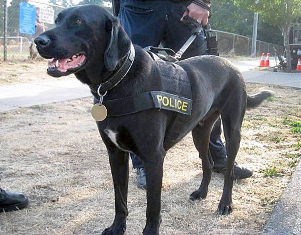 K-9 Hunter, a field Labrador, served Mountlake Terrace police for about six years. (Mountlake Terrace Police Department)
