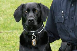 Hunter, ‘the best narcotics dog in the region,’ dies at 14
