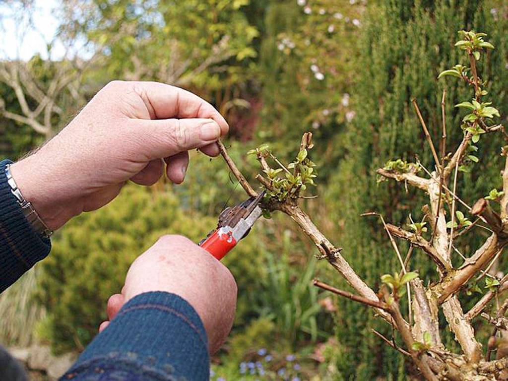 May is the month for pruning spring bloomers and removing inside branches from shrubs and trees. (courtesy photo)