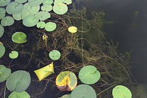 Herbicides might be used to kill milfoil in Lake Ballinger