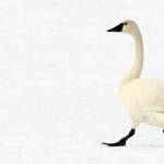 Tundra swan (Wikimedia Commons)
