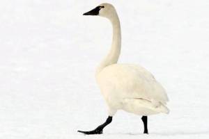 Tundra swans dying from toxic mining waste in northern Idaho