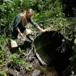 State budget scrimps on replacing salmon-blocking culverts