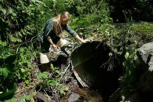 State budget scrimps on replacing salmon-blocking culverts