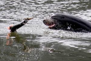 Salmon-eating sea lions targeted at Columbia River dam