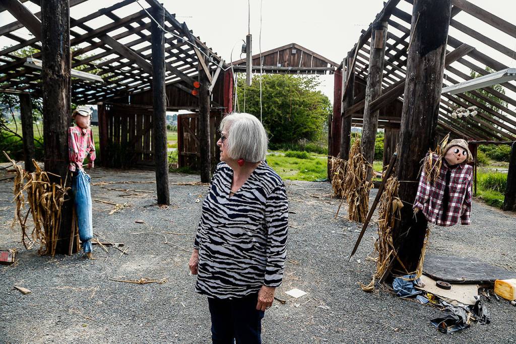 Dianna Biringer walks through one of the last Biringer Farm structures on Spencer Island. In this roofless old barn, where several scarecrows are hanging around, kids once enjoyed the The farms annual Pig Out. All the buildings will soon be torn down. (Dan Bates / The Herald)