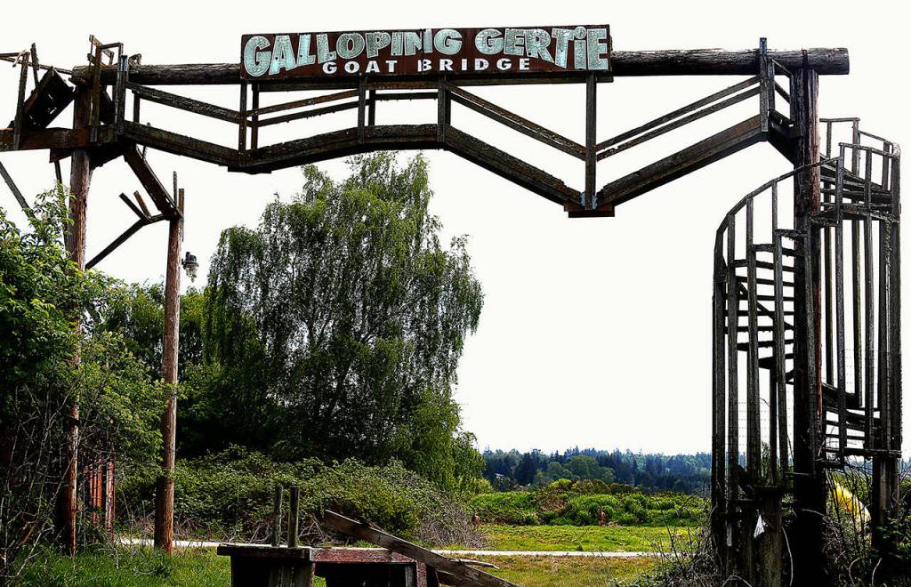 One of several amusement-type structures that are about to come down at the Biringers old Spencer Island location is Galloping Gertie, a goat bridge. (Dan Bates / The Herald)
