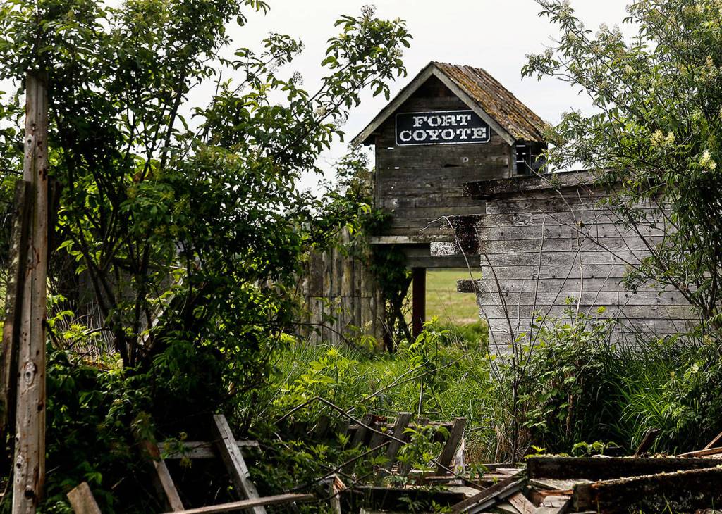 Fort Coyote, a ramshackle building on the former Pig Out grounds, will soon be gone. A Port of Everett project is preparing to turn the former Biringer Farm into marshland. (Dan Bates / The Herald)