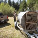 Inside a culvert trap, a bear nicknamed Black Pearl waits for her release into a meadow in the Cascade Mountains as Washington State Fish & Wildlife Officer Nicholas Jorg directs vehicles to create a path to the woods on Tuesday. (Andy Bronson / The Herald)