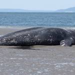 Michael Major, of Stanwood, takes a photo on Monday with a 43-foot dead gray whale that washed ashore Sunday near Harborview Park in Everett. (Andy Bronson / The Herald)