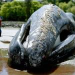 Brian Ritchhart on Monday walks around a dead gray whale that washed ashore near Harborview Park on Sunday in Everett. (Julia-Grace Sanders / The Herald)