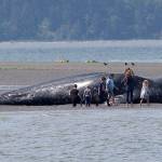Adults and children on Monday look over a dead gray whale that washed ashore near Harborview Park in Everett. (Andy Bronson / The Herald)