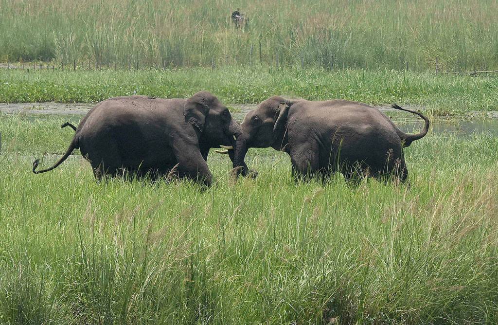Two wild elephants, part of a herd that arrived at a wetland near the Thakurkuchi railway station, engage in a tussle on the outskirts of Gauhati, Assam, India, on June 7, 2017. Development thats led to loss of habitat, climate change, overfishing, pollution and invasive species is causing a biodiversity crisis, scientists say in a new United Nations science report released Monday. (AP Photo/ Anupam Nath, File)