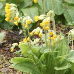 Great Plant Pick: Primula veris aka cowslip