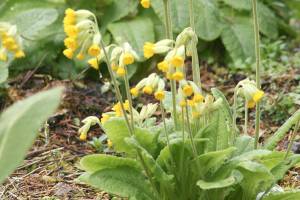 Great Plant Pick: Primula veris aka cowslip