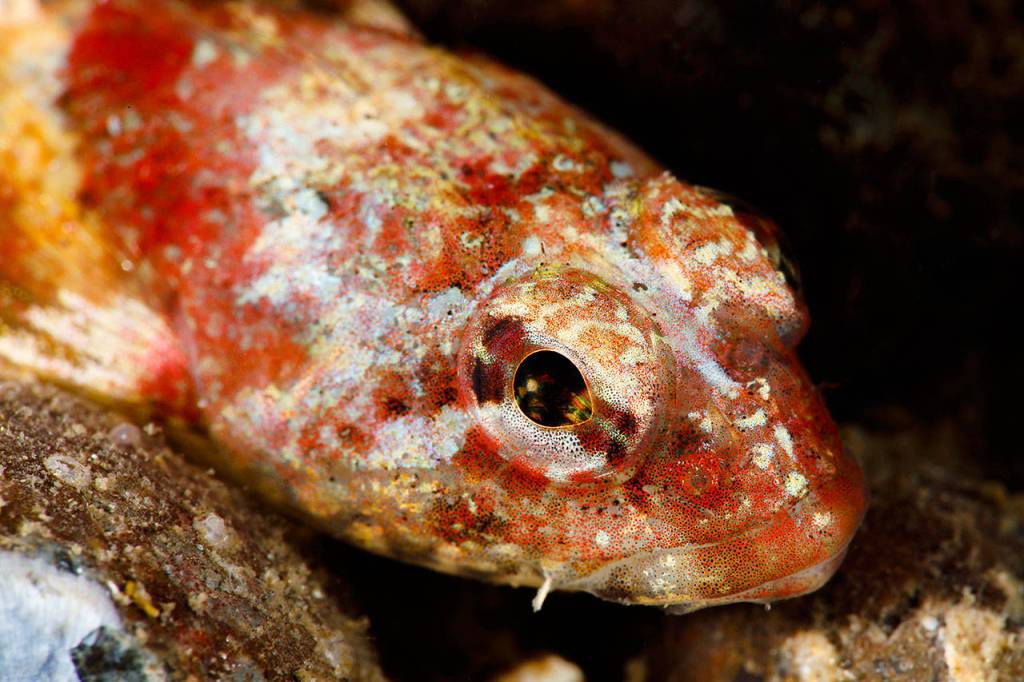 Drew Collins photography often focuses on closeups of marine life, such as this scalyhead sculpin in Puget Sound. (Drew Collins)
