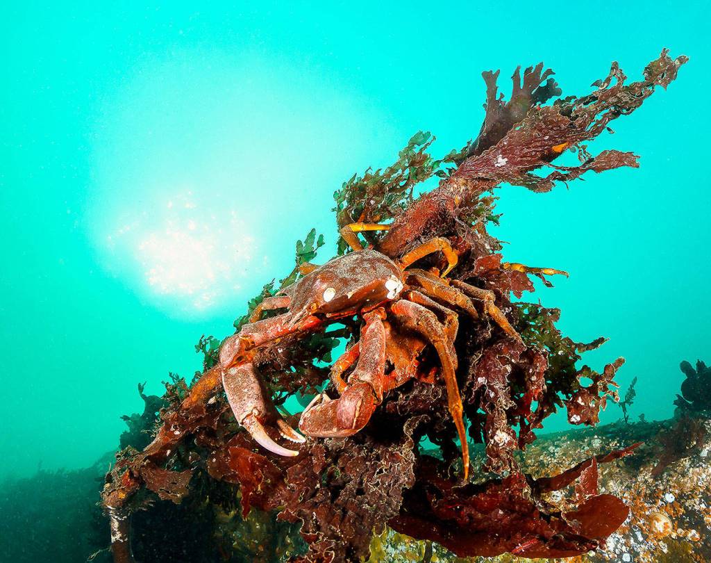 A northern kelp crab in Puget Sound. (Drew Collins)