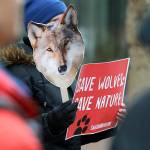 In this March 7 photo, Darlene Baker, of Sammamish, holds a photo of a wolf as she takes part in a protest at the Henry M. Jackson Federal Building in Seattle against a proposal made by the Trump administration to lift protections for gray wolves across the Lower 48 states. (AP Photo/Ted S. Warren, file)