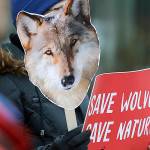 State official supports delisting wolves in all Washington