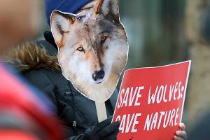 State official supports delisting wolves in all Washington