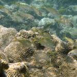 Fish swim next to a coral reef at Cayo de Agua in archipelago Los Roques, Venezuela, in August, 2008. Climate change, loss of habitat, overfishing, pollution and invasive species are causing a biodiversity crisis, scientists say in a new United Nations report released May 6. Fernando Llano / Associated Press file photo)