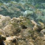 Editorial: Saving species for our sake as much as theirs
