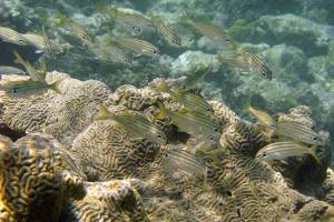 Editorial: Saving species for our sake as much as theirs
