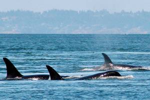 Canada’s new protections for orcas stricter than Washington’s