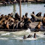 Seals and California sea lions gather on the docks of the East End Mooring Basin in Astoria, Oregon, in 2015. A big rebound in the sea lion population along the West Coast in recent years has created a constant battle to wrangle the protected animals. Theyre proving to be a headache for some coastal marinas. (Joshua Bessex/Daily Astorian via AP, File)