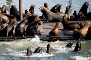 Sea lions are creating big trouble at Northwest ports