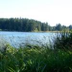 A dog has died after exposure to the water at Anderson Lake in Chimacum. (Peninsula Daily News file)