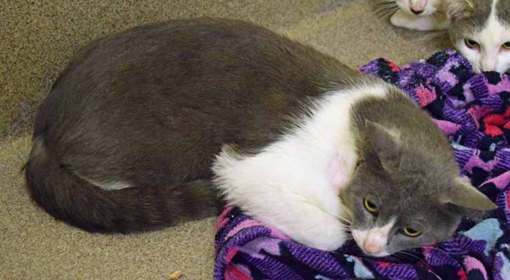 Agent Acorn and his fellow agents Abe, Ace and Smith are on a mission of finding themselves a home to call their own. There has been a leak of classified information: They are searching for lots of toys to play with, a lap to sleep in and lots and lots of yummy treats. Agent Acorn and his fellow agents will consider this mission complete when theyve found the perfect home. (Arleigh Movitz/Everett Animal Shelter)