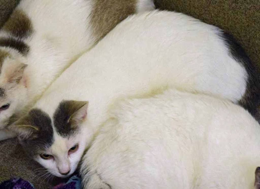 Everett Animal Shelter cats and dogs need new homes