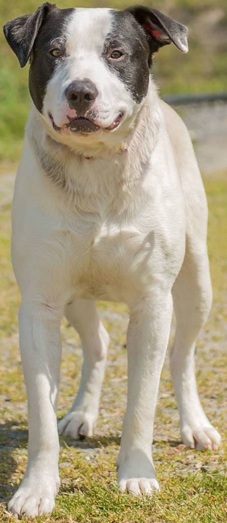 Disco is a handsome young man looking for a new home! He will need a meet and greet with any resident dogs and a feline free home. Disco has spent most of his time outside so may need a refresher course in house training. Disco is an escape artist, adopters will need to have a good confinement plan in action. While here our volunteers have been working on leash walking and a few other things. He is like a giant puppy and ready to learn. (Curt Story/Everett Animal Shelter)