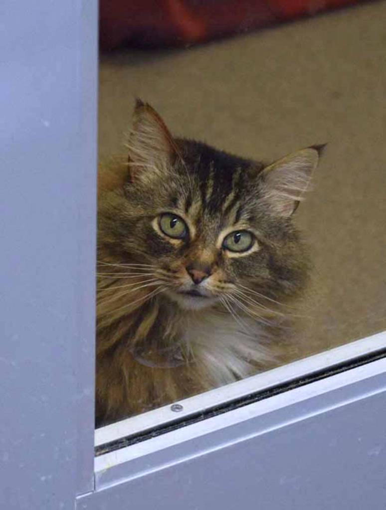 Some might call Emily Anne a bit of a diva, but she would just tell you she has the refined taste of a cat of her age! She enjoyed being queen of the castle in her previous home. She had picked out the perfect human (not all meet her standards) to scratch her back, comb her fur, and wave a wand toy at her bidding. Suddenly, two other cats were rescued and Emily Anne felt like she had to fight for her territory. She has been to the vet many times for bite wounds and a seasonal allergy and shed rather avoid that place. Emily Anne dreams of being the only cat in an adult-only home with someone who will lavish attention solely on her! (Arleigh Movitz/Everett Animal Shelter)