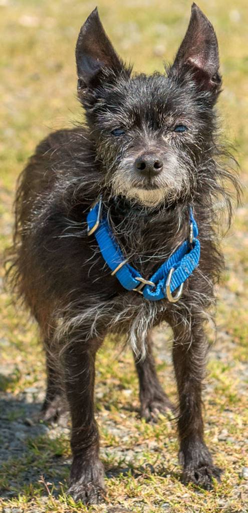 This dog is NOT available for viewing at the shelter, but we are accepting applications. Applications can be found on our website www.everettwa.gov/animals or at the shelter. You can email your application to eas@everettwa.gov or drop it off at the shelter. We will contact any approved applicants for a meet and greet. Gypsy is an adorable little dog looking for a calm predictable home. Gypsy does not do well with children and needs an adult only home. Any resident dogs must be larger than her (over 10lbs) and will need a meet and greet prior to adoption. Gypsy is a very particular about who she likes and it takes her a while to warm up. She is pretty independent and is not the cuddly type. (Curt Story/Everett Animal Shelter)