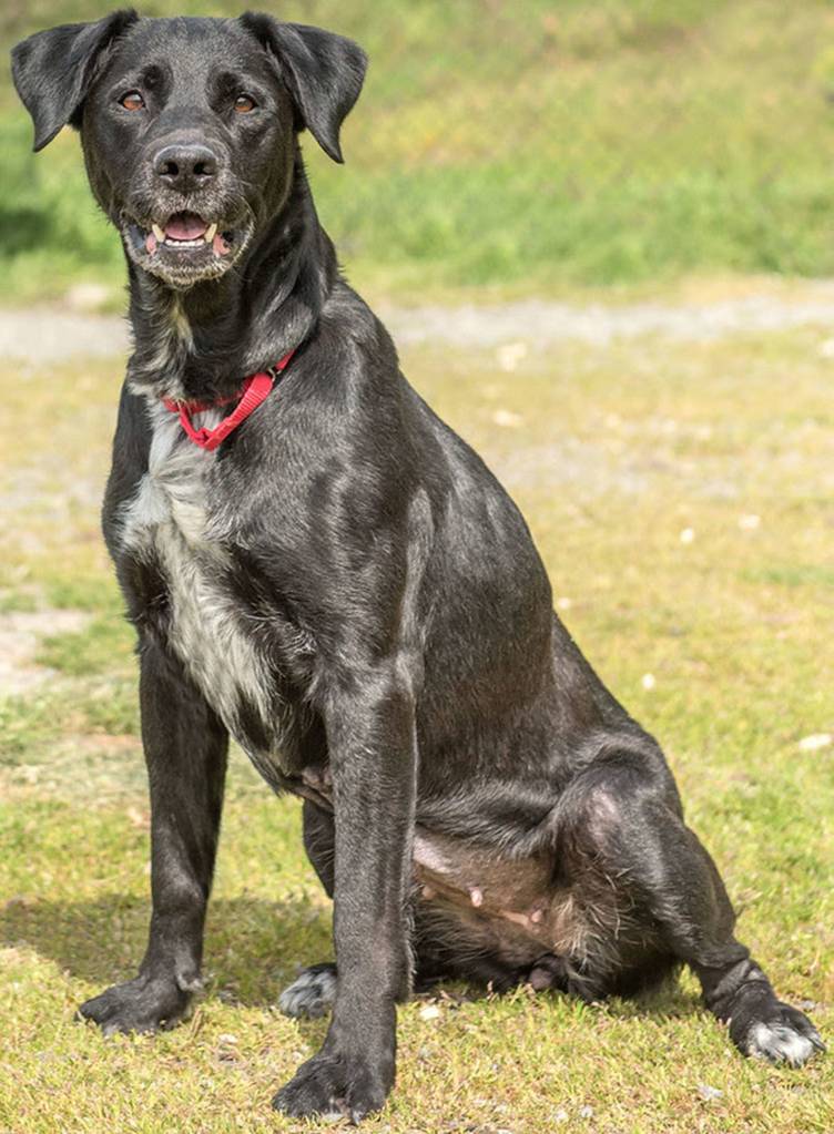 Kali is a very active young senior! She is looking for a home that will keep her busy and include her in family activities. She will need a meet and greet with any resident dogs and she may chase cats. Kali is not suited for apartment style living as she can get a bit loud and really needs a fenced yard to burn of some energy! (Curt Story/Everett Animal Shelter)