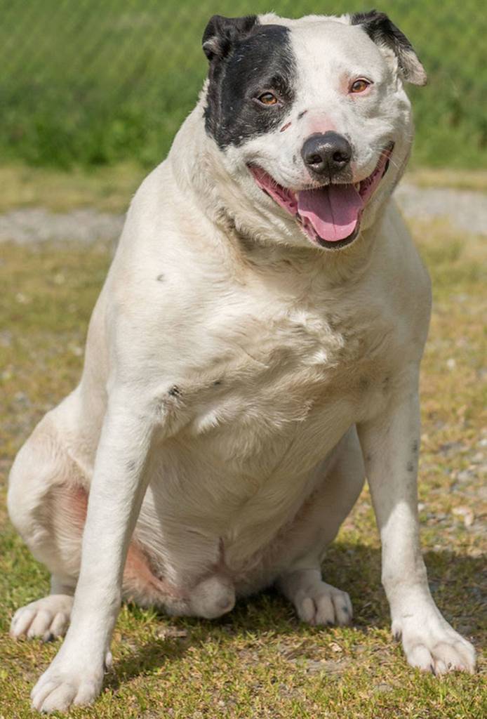 Moomba is a handsome guy looking for a new home! He will need a meet and greet with any resident dogs and a feline free home. He enjoys going for walks and hanging out with people. He has spent the majority of his life outside so will need a refresher course on house training. (Curt Story/Everett Animal Shelter)