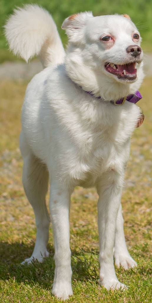 Pepito is an active little guy looking for an adult only home! He enjoys playing with some dogs but will need a meet and greet with any resident canines prior to adoption. He must have a feline free home. Pepito needs his space so slow proper introductions are a must. He does bark often so is not suited for apartment living. (Curt Story/Everett Animal Shelter)