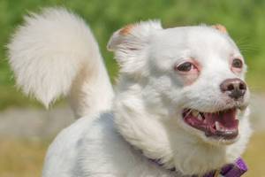 Everett Animal Shelter cats and dogs need new homes