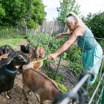 Lynn Cosmos feeds her Nubian goats May 13 at her home in Yakima. (Amanda Ray / Yakima Herald-Republic)