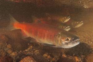 Editorial: Where the EPA went wrong on water quality