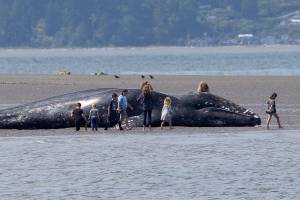 After 57 gray whale strandings, researchers seek answers