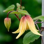 This vine features bright lemon-yellow nodding blooms that hang from dark purple stems. (Richie Steffen)