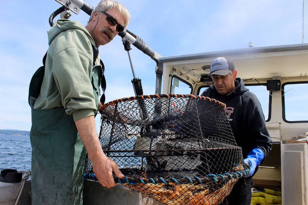 John Norris (left) and Dean Meranto find some spot shrimp in one of four pots they placed near Sandy Point on Wednesday, which was the last day of the two-day shrimp season. (Patricia Guthrie / Whidbey News Group)
