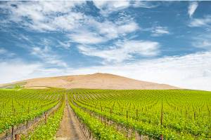 Red Mountain AVA remains a gold mine for wine contest awards