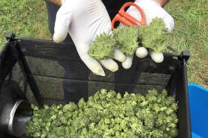 Oregon, overgrown with pot, takes steps to curb production